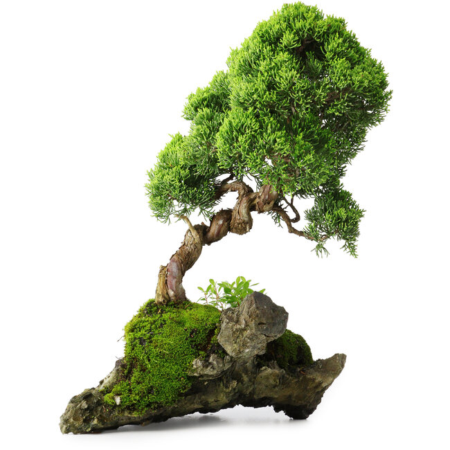 Juniperus chinensis, 32 cm, ± 25 years old