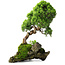 Juniperus chinensis, 32 cm, ± 25 ans