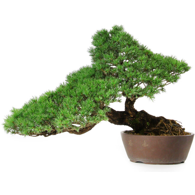 Pinus parviflora, 43,5 cm, ± 25 years old