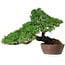 Pinus parviflora, 43,5 cm, ± 25 ans