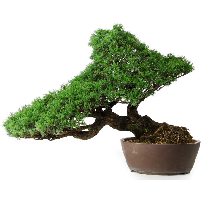 Pinus parviflora, 43,5 cm, ± 25 jaar oud