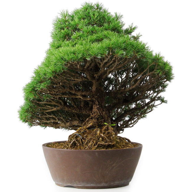 Pinus parviflora, 43,5 cm, ± 25 años