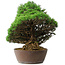 Pinus parviflora, 43,5 cm, ± 25 ans