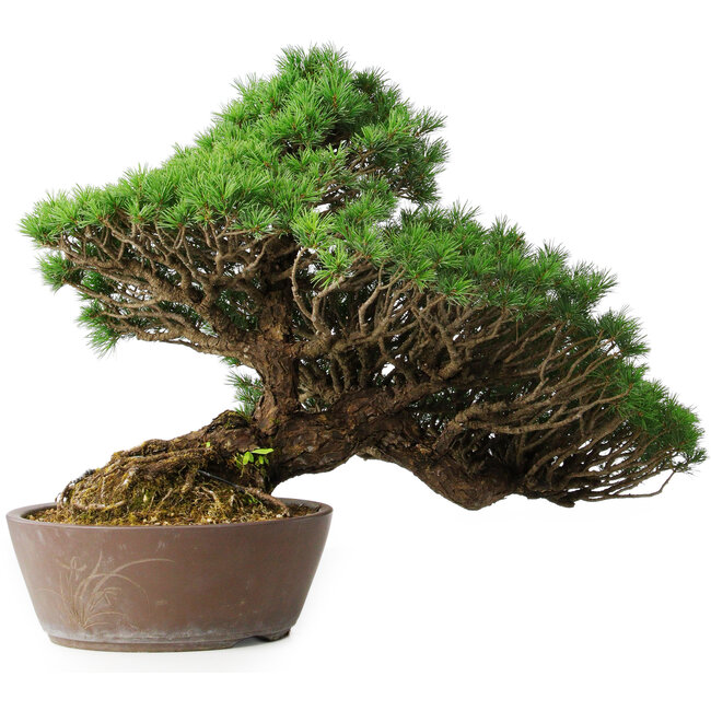 Pinus parviflora, 43,5 cm, ± 25 years old