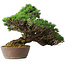 Pinus parviflora, 43,5 cm, ± 25 years old