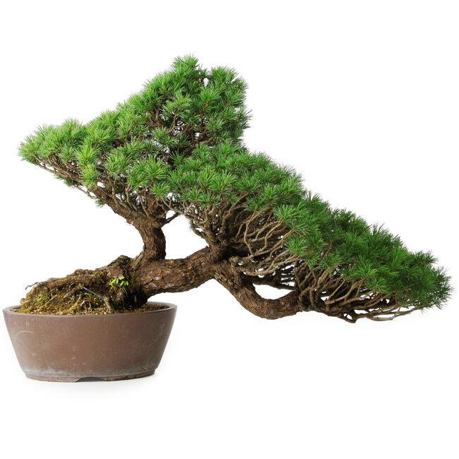 Pinus parviflora, 43,5 cm, ± 25 years old