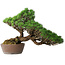 Pinus parviflora, 43,5 cm, ± 25 jaar oud