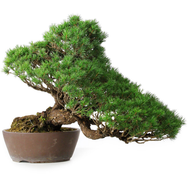 Pinus parviflora, 43,5 cm, ± 25 Jahre alt