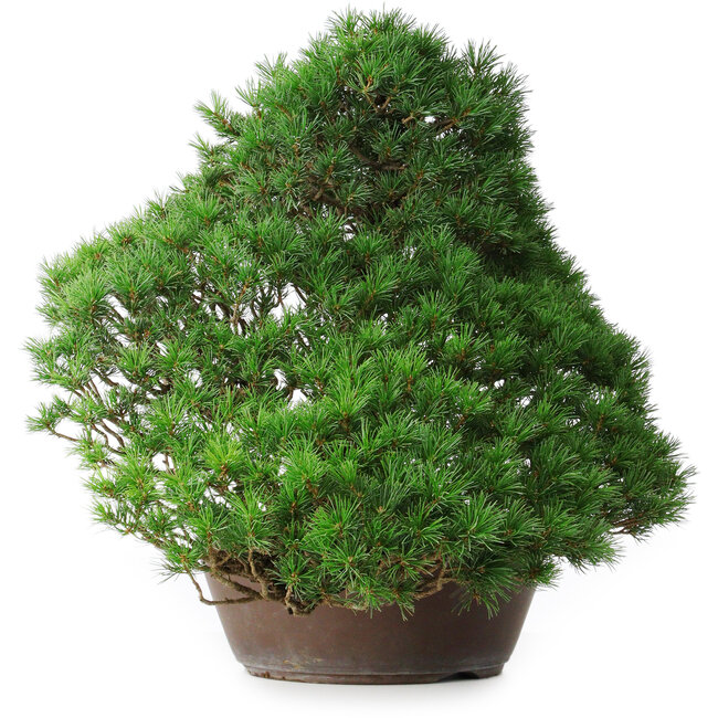 Pinus parviflora, 43,5 cm, ± 25 años
