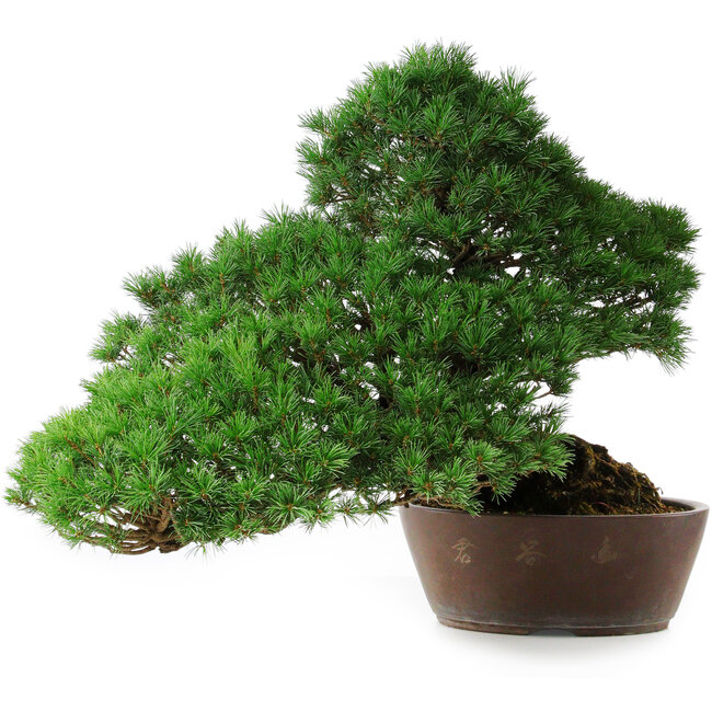 Pinus parviflora, 43,5 cm, ± 25 años