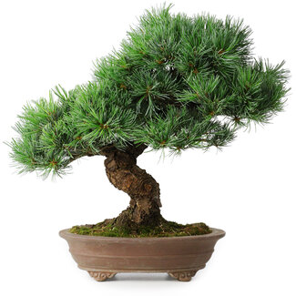 Pinus parviflora, 37 cm, ± 30 ans