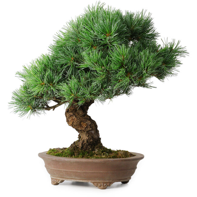 Pinus parviflora, 37 cm, ± 30 anni