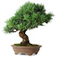 Pinus parviflora, 37 cm, ± 30 Jahre alt