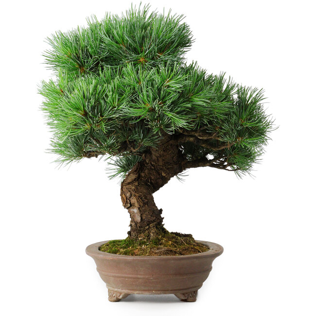 Pinus parviflora, 37 cm, ± 30 years old