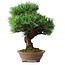 Pinus parviflora, 37 cm, ± 30 years old