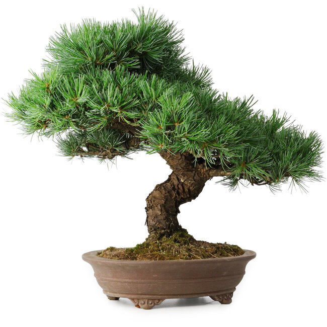 Pinus parviflora, 37 cm, ± 30 Jahre alt