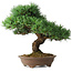 Pinus parviflora, 37 cm, ± 30 anni