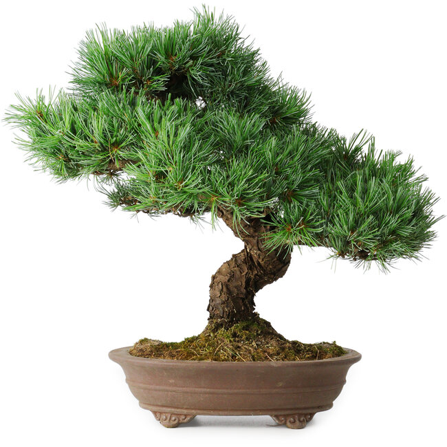 Pinus parviflora, 37 cm, ± 30 jaar oud