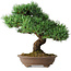 Pinus parviflora, 37 cm, ± 30 jaar oud
