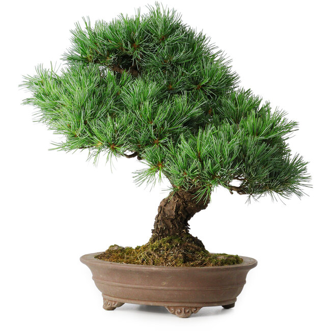 Pinus parviflora, 37 cm, ± 30 Jahre alt