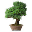Pinus parviflora, 37 cm, ± 30 ans