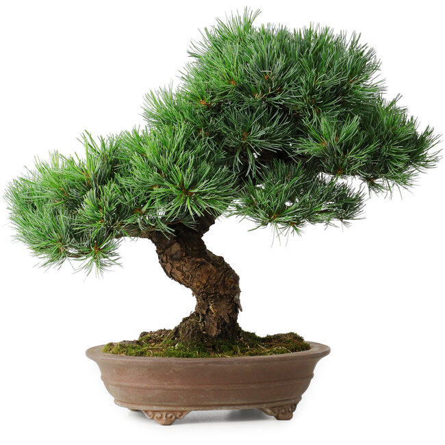Pinus parviflora, 37 cm, ± 30 ans