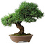 Pinus parviflora, 37 cm, ± 30 years old