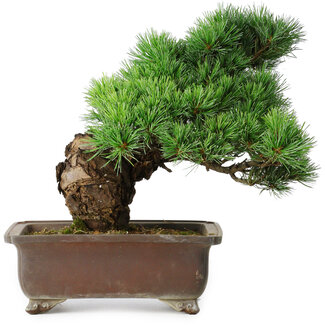 Pinus parviflora, 32 cm, ± 30 años
