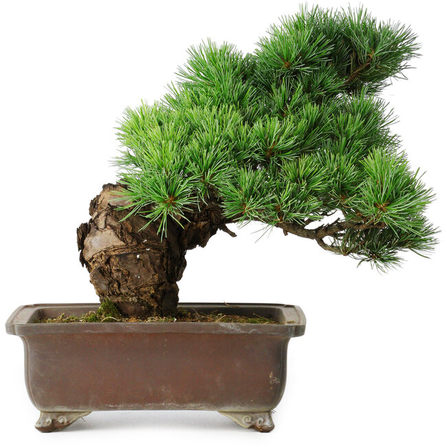 Pinus parviflora, 32 cm, ± 30 años