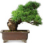Pinus parviflora, 32 cm, ± 30 jaar oud