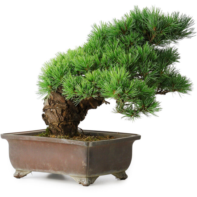 Pinus parviflora, 32 cm, ± 30 años