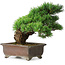 Pinus parviflora, 32 cm, ± 30 years old