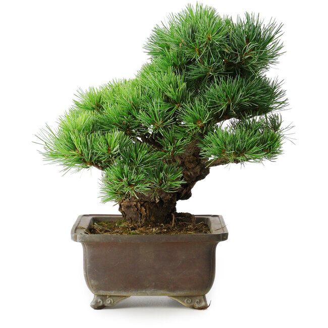 Pinus parviflora, 32 cm, ± 30 anni