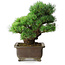 Pinus parviflora, 32 cm, ± 30 Jahre alt