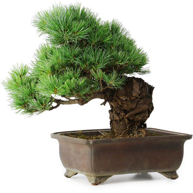Pinus parviflora, 32 cm, ± 30 jaar oud