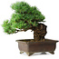 Pinus parviflora, 32 cm, ± 30 jaar oud