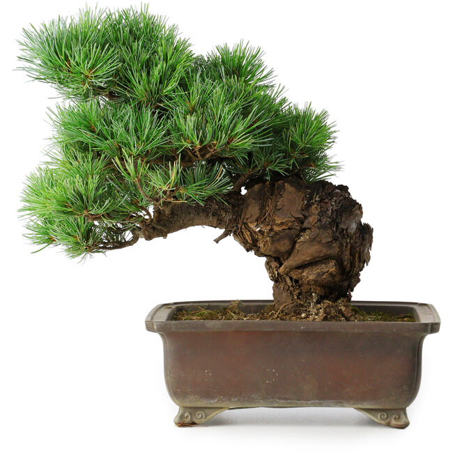 Pinus parviflora, 32 cm, ± 30 ans