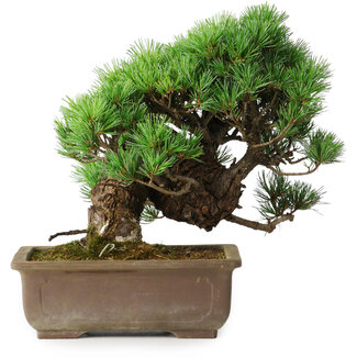 Pinus parviflora, 28,5 cm, ± 30 ans