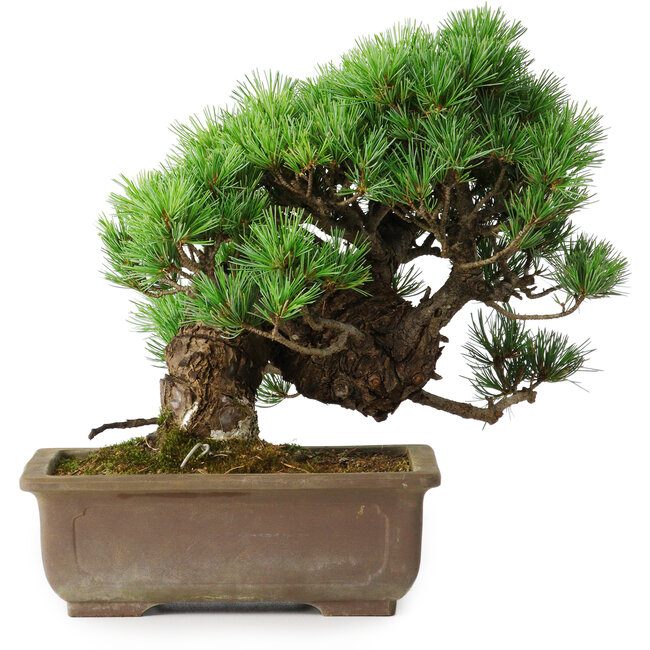 Pinus parviflora, 28,5 cm, ± 30 years old