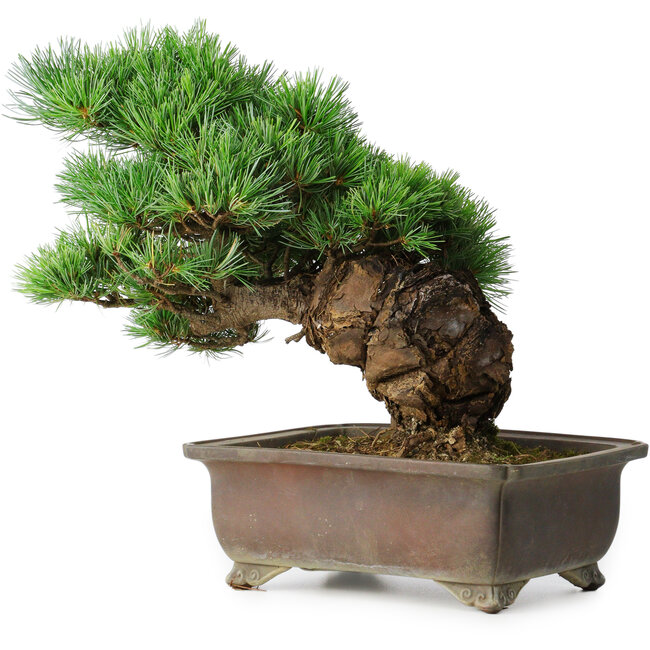 Pinus parviflora, 32 cm, ± 30 años