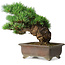 Pinus parviflora, 32 cm, ± 30 ans