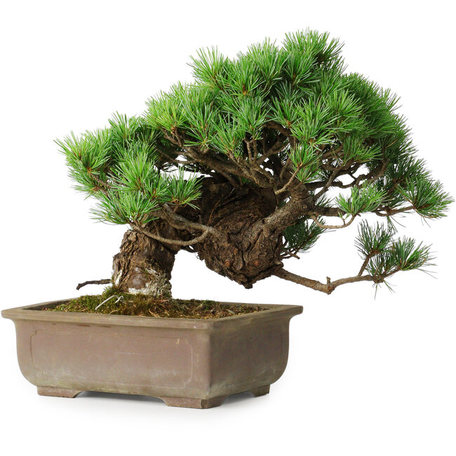 Pinus parviflora, 28,5 cm, ± 30 anni