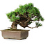 Pinus parviflora, 28,5 cm, ± 30 years old