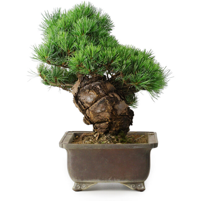 Pinus parviflora, 32 cm, ± 30 years old