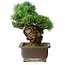 Pinus parviflora, 32 cm, ± 30 jaar oud