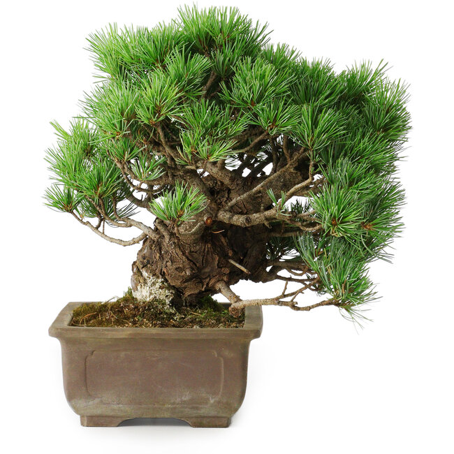 Pinus parviflora, 28,5 cm, ± 30 jaar oud