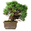 Pinus parviflora, 28,5 cm, ± 30 years old