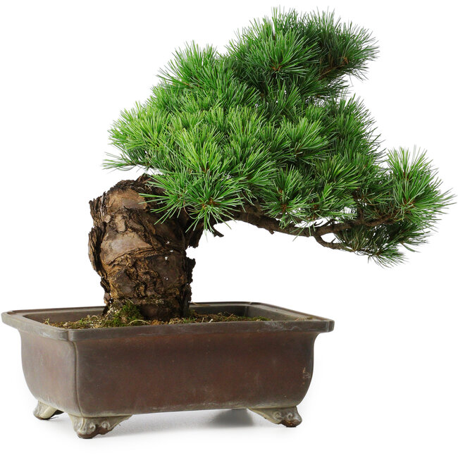 Pinus parviflora, 32 cm, ± 30 Jahre alt