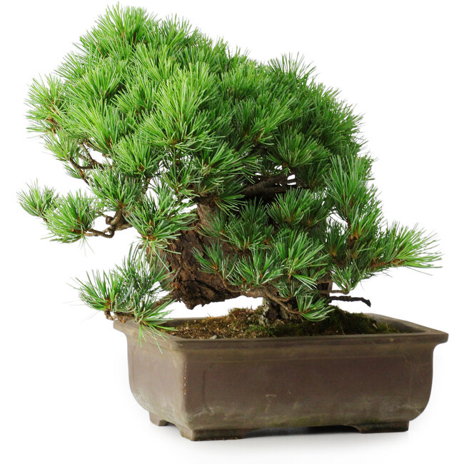 Pinus parviflora, 28,5 cm, ± 30 anni