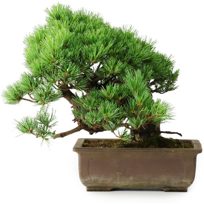 Pinus parviflora, 28,5 cm, ± 30 años